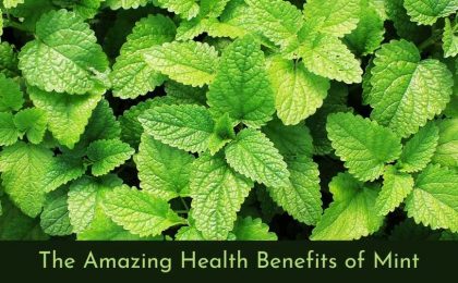 health benefits of mint feature img